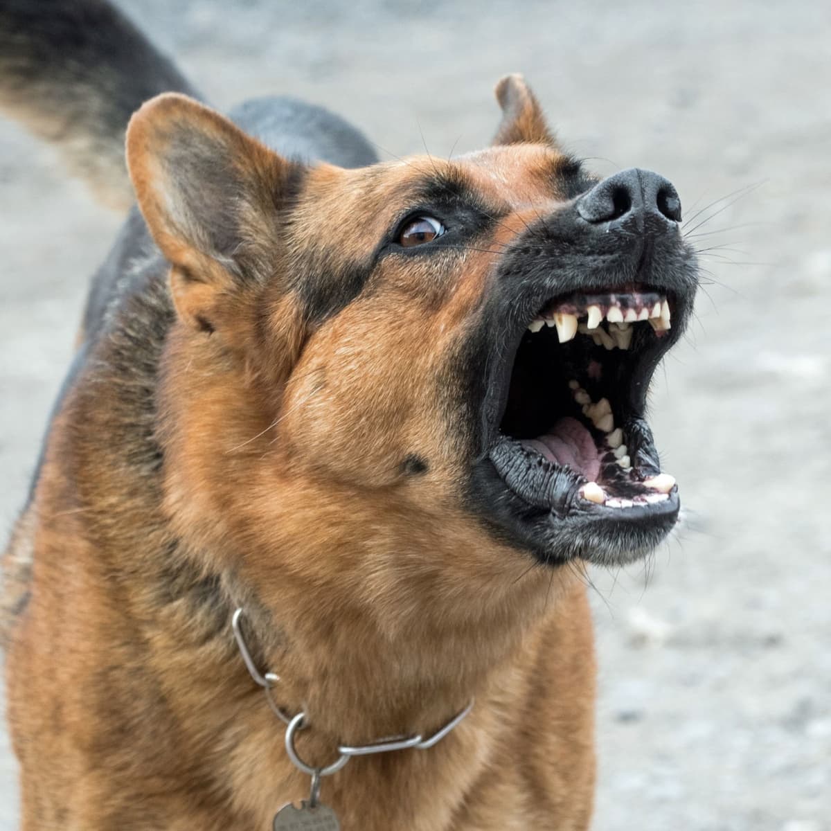 Dealing With a Monstrous Dog: How to Handle a Big Dog With Behavior Issues