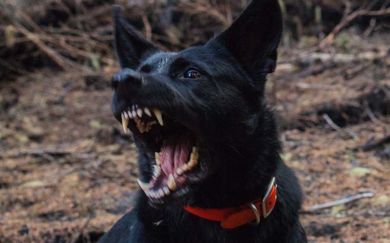 Dealing With a Monstrous Dog: How to Handle a Big Dog With Behavior Issues