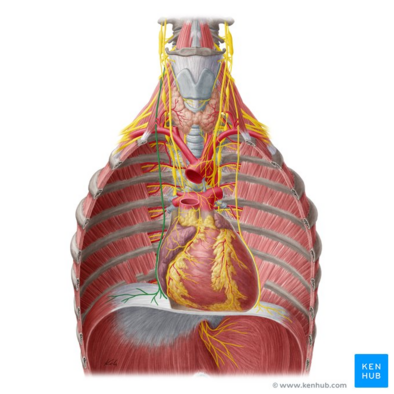 What is el nervio frenico? Simple guide to your breathing muscle nerve