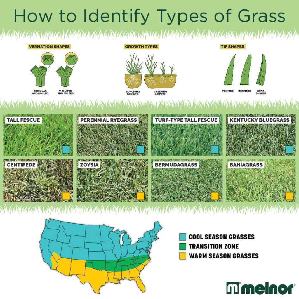 What Type of Grass Is on a Golf Course? Easy Tips to Identify!