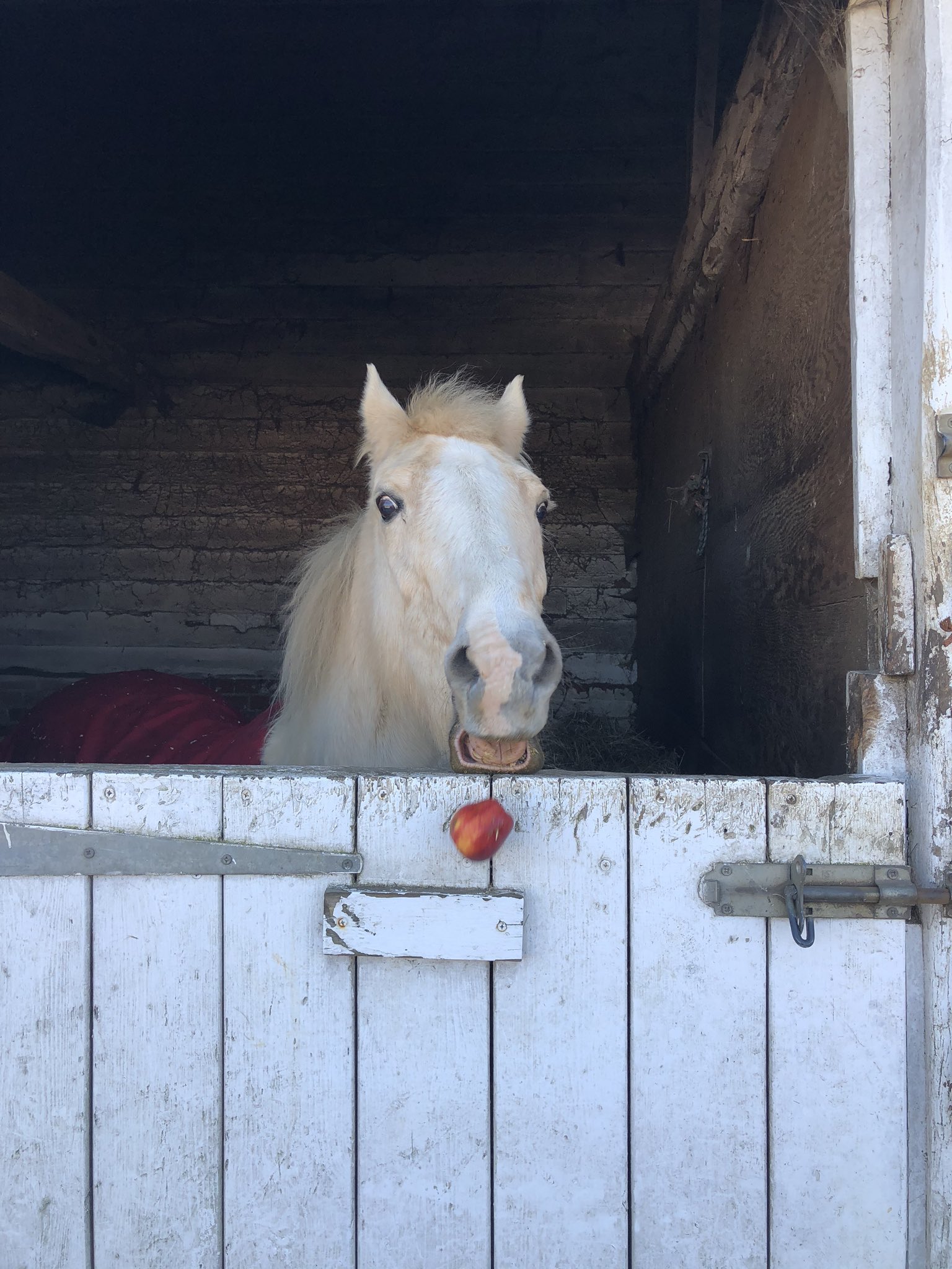 See This Horse Reaction Apple Surprise Twitter Video That Has Millions of Views