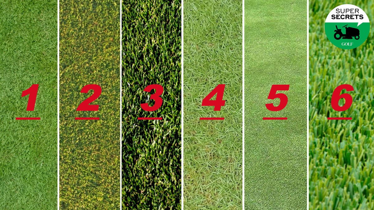 What Type of Grass Is on a Golf Course? Easy Tips to Identify!