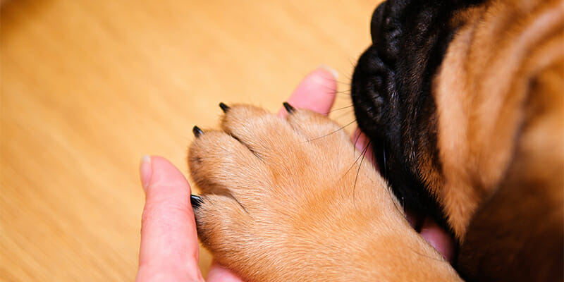 We Will Do Your Doggy Do: From Bath Time to Nail Trims!