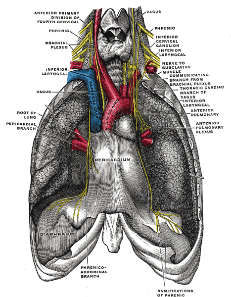 What is el nervio frenico? Simple guide to your breathing muscle nerve