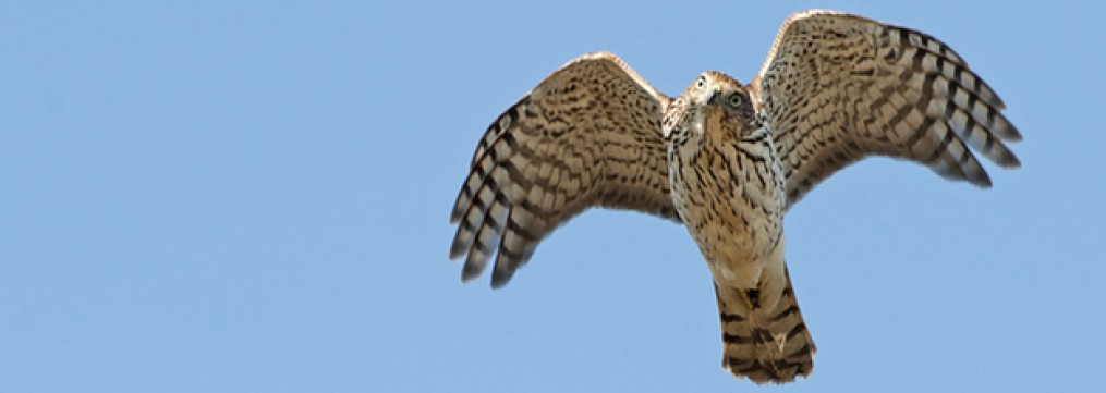 Young Hawk: What Does It Mean? (Simple Guide for Beginners)