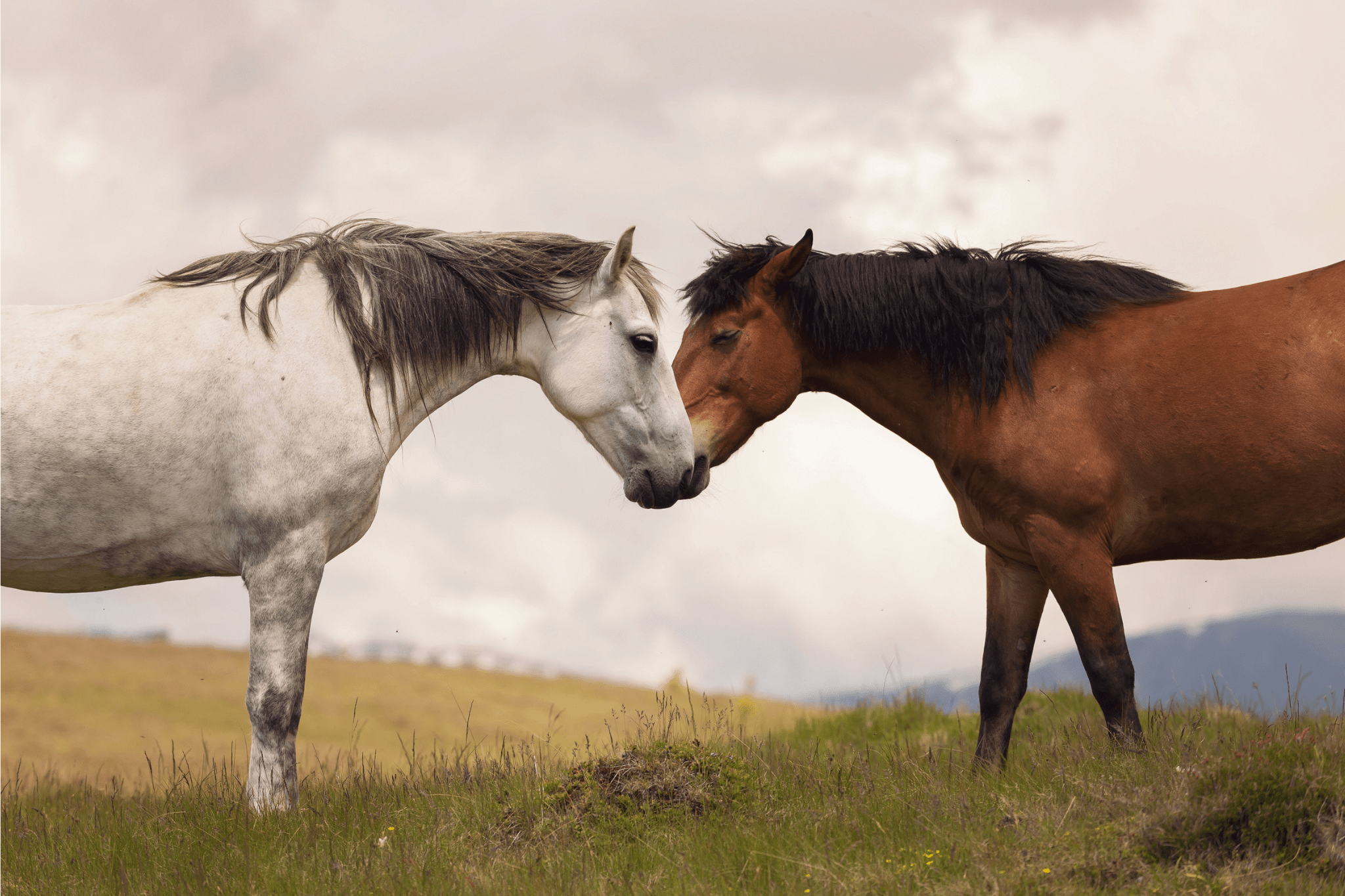 Male vs Female Horses: Stallion vs Mare Easy Breakdown.