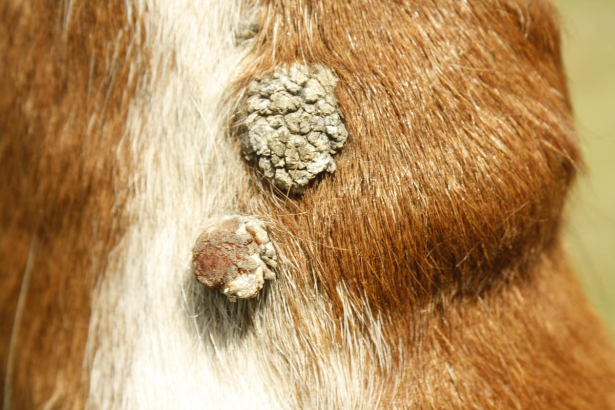 Is it Horse Ear Fungus? Check These Pictures & Info!