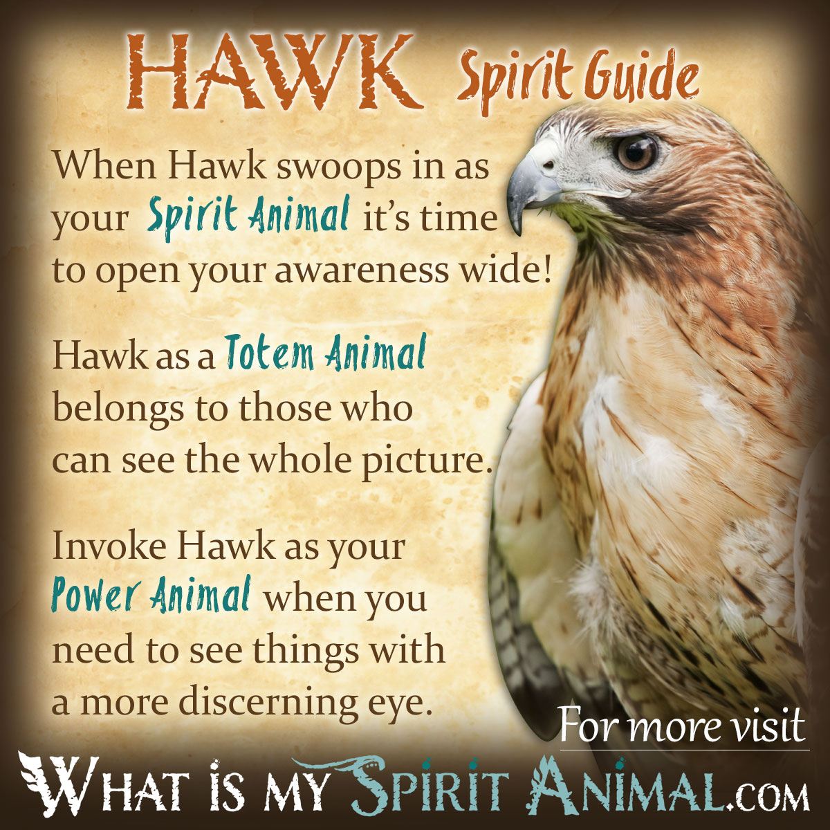 Young Hawk: What Does It Mean? (Simple Guide for Beginners)