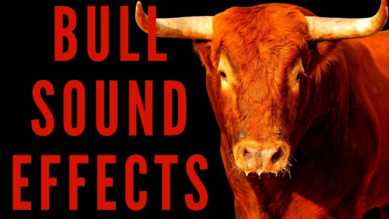 Ever wondered, what do bulls sound like? Hear examples and learn more now!