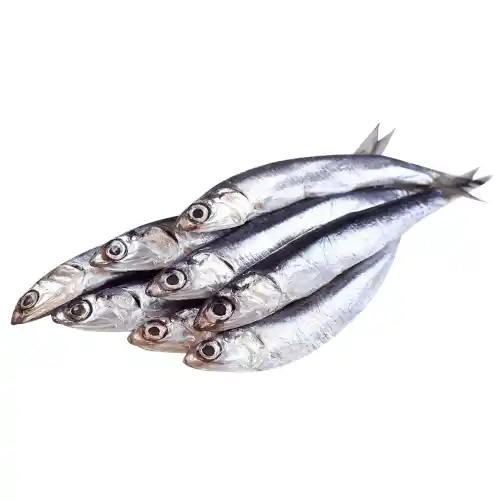 Moya Fish for Sale: Find it? (Best Places to Buy Moya Fish)