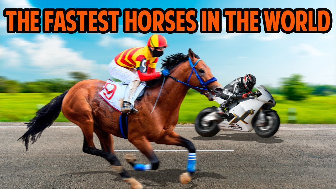Fastest Racehorse in the World: Unbelievable Speed!