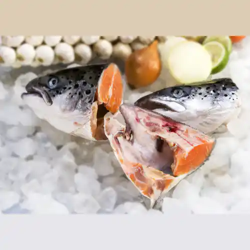 Moya Fish for Sale: Find it? (Best Places to Buy Moya Fish)