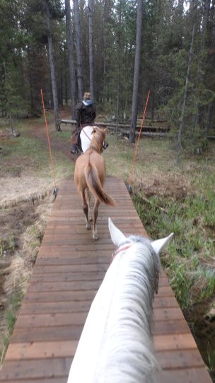 Get a Cisco Kids Horse: Simple Steps for New Riders!