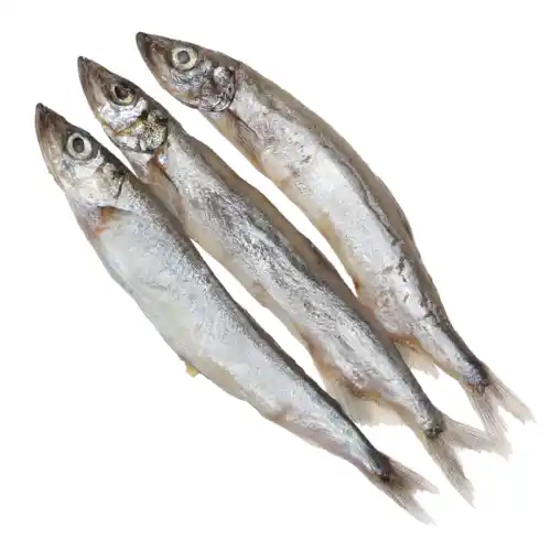 Moya Fish for Sale: Find it? (Best Places to Buy Moya Fish)