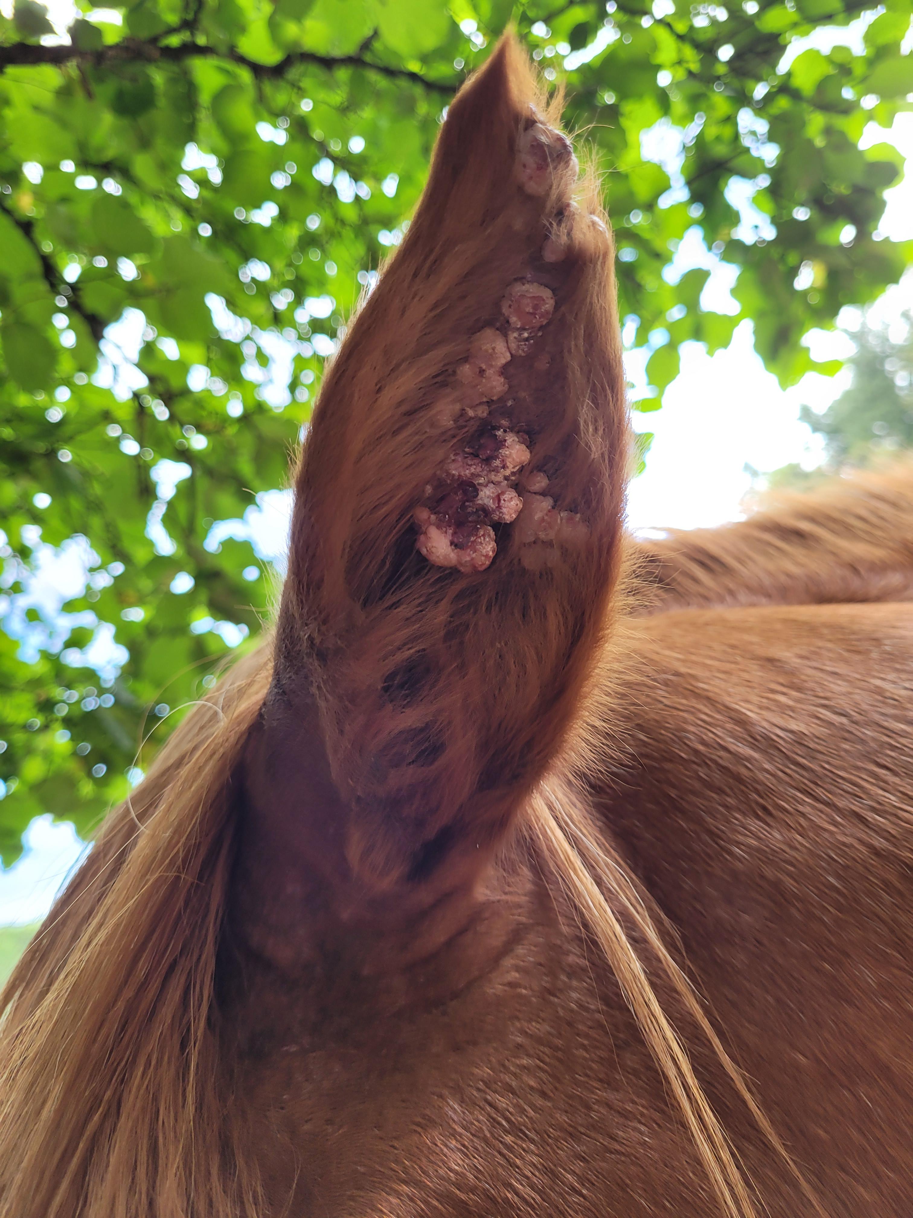Is it Horse Ear Fungus? Check These Pictures & Info!