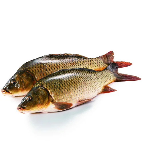 Moya Fish for Sale: Find it? (Best Places to Buy Moya Fish)