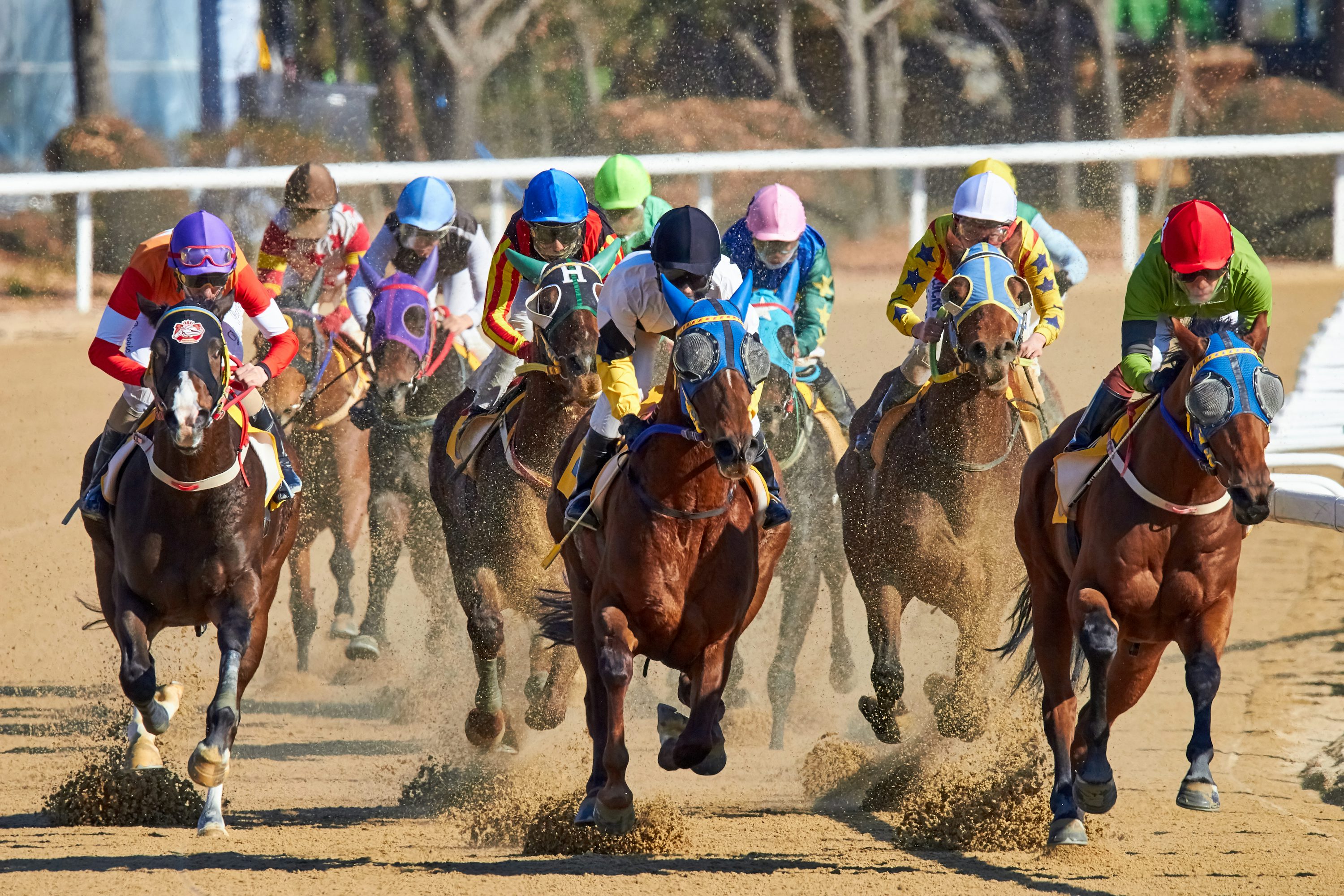 Free Horse Race Pictures: Download High-Quality Images Today!