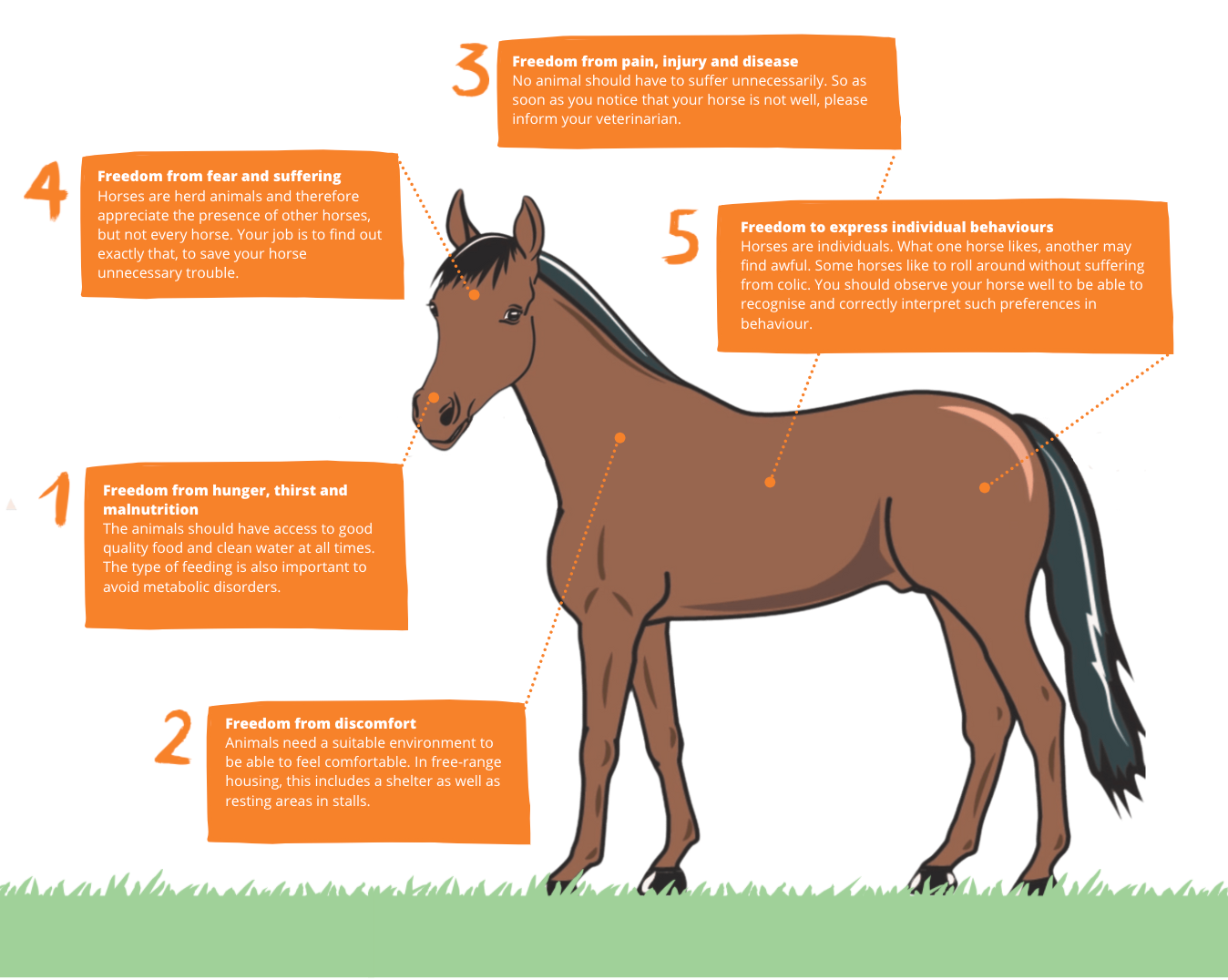 Why is My Horse Freaking Out? Common Causes and Solutions
