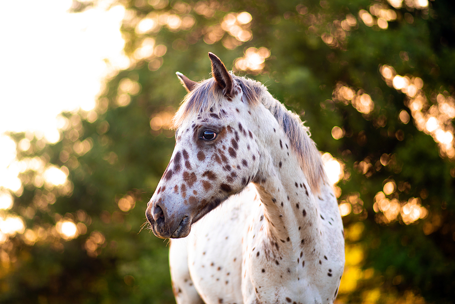 Why is My Horse Freaking Out? Common Causes and Solutions