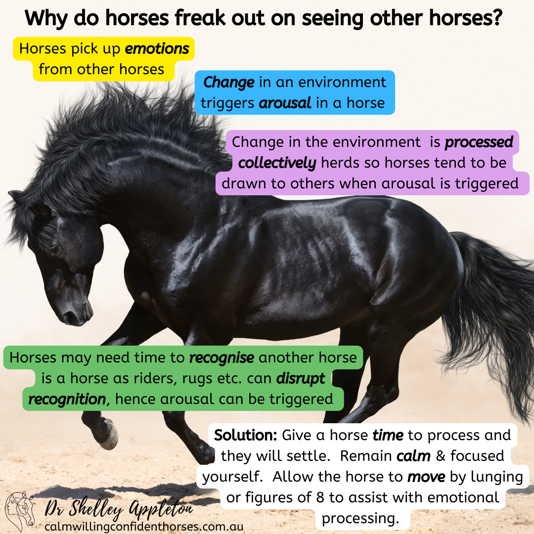 Why is My Horse Freaking Out? Common Causes and Solutions
