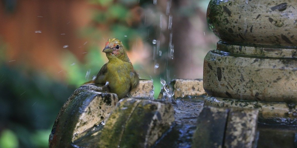 What material is best for a bird bath? Learn about ceramic, metal, and plastic options for your yard.