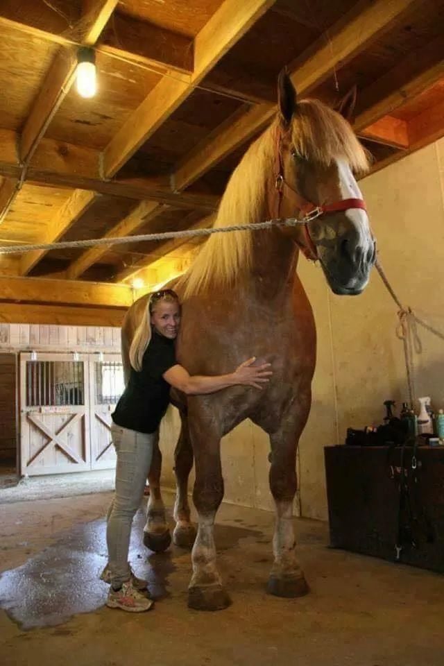 Horse Biggest Cock: All about size and what it means.