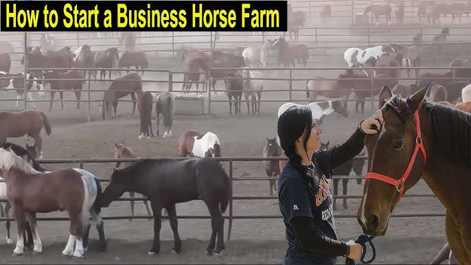 How to start a 2 horse farm? Follow these steps now!