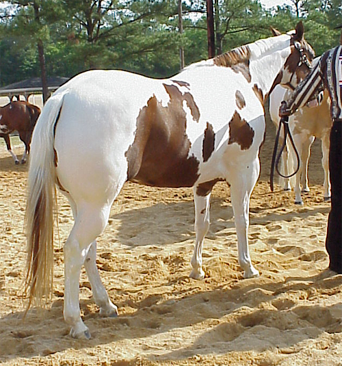 Is my horse a sabino horse check these simple spotting characteristics