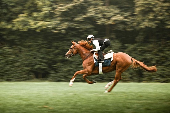 How is a 1 million dollar horse trained? Insights into elite equestrian preparation.