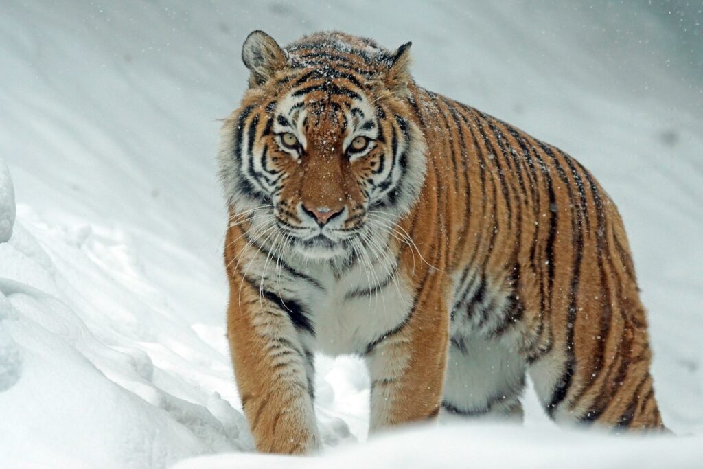 The symbolism of the horse and tiger: Exploring cultural meanings and interpretations worldwide.
