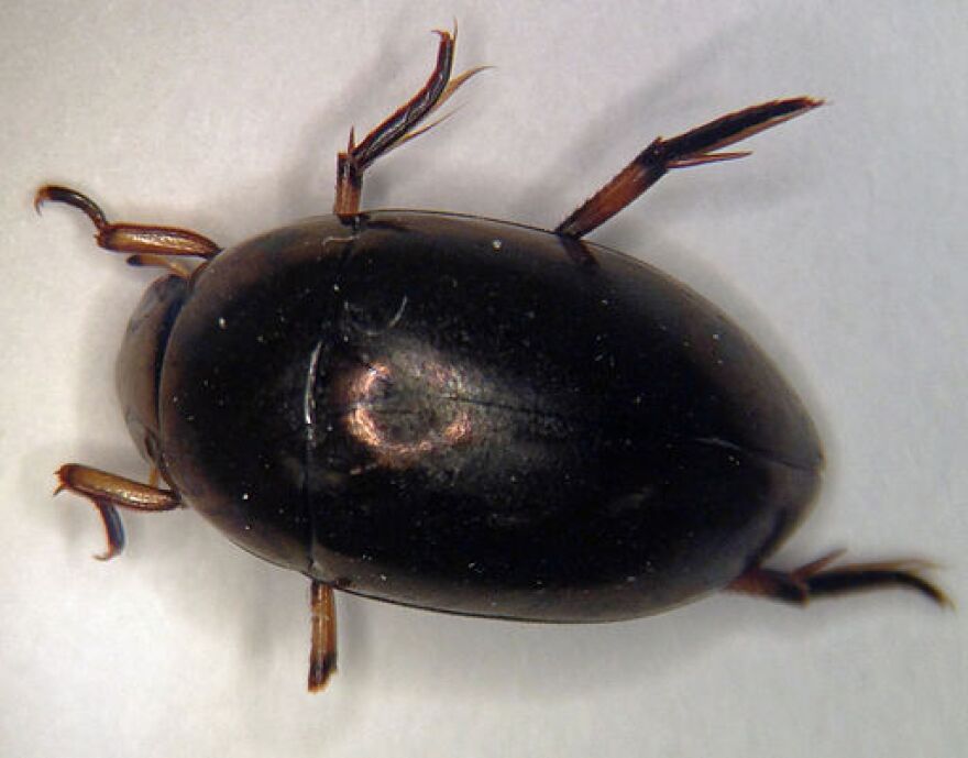 Unveiling: What Sound Does A Beetle Make in Detail?