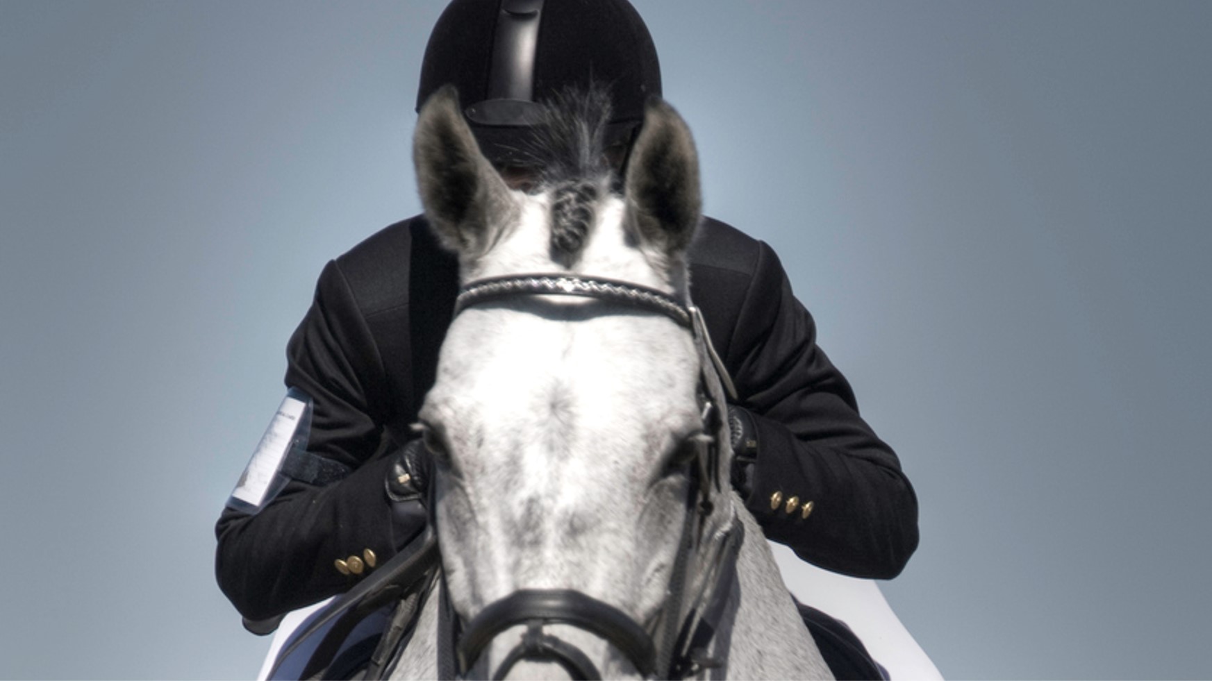 How is a 1 million dollar horse trained? Insights into elite equestrian preparation.