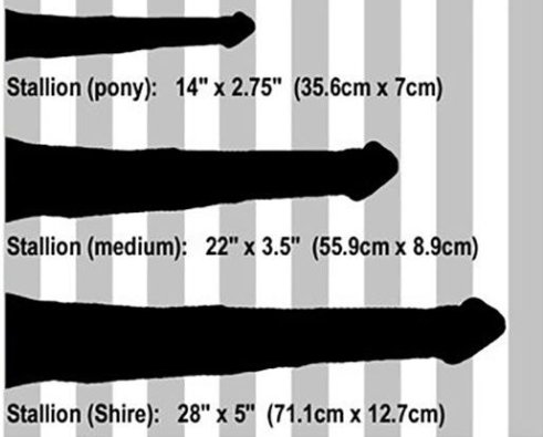 Horse Biggest Cock: All about size and what it means.