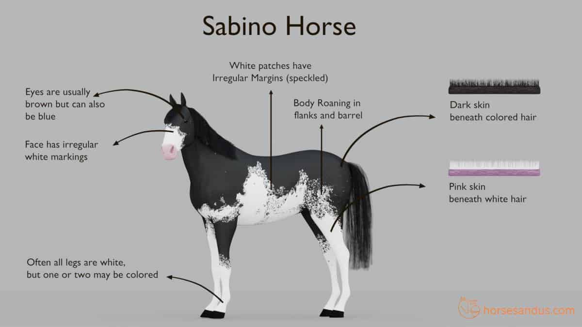 Is my horse a sabino horse check these simple spotting characteristics