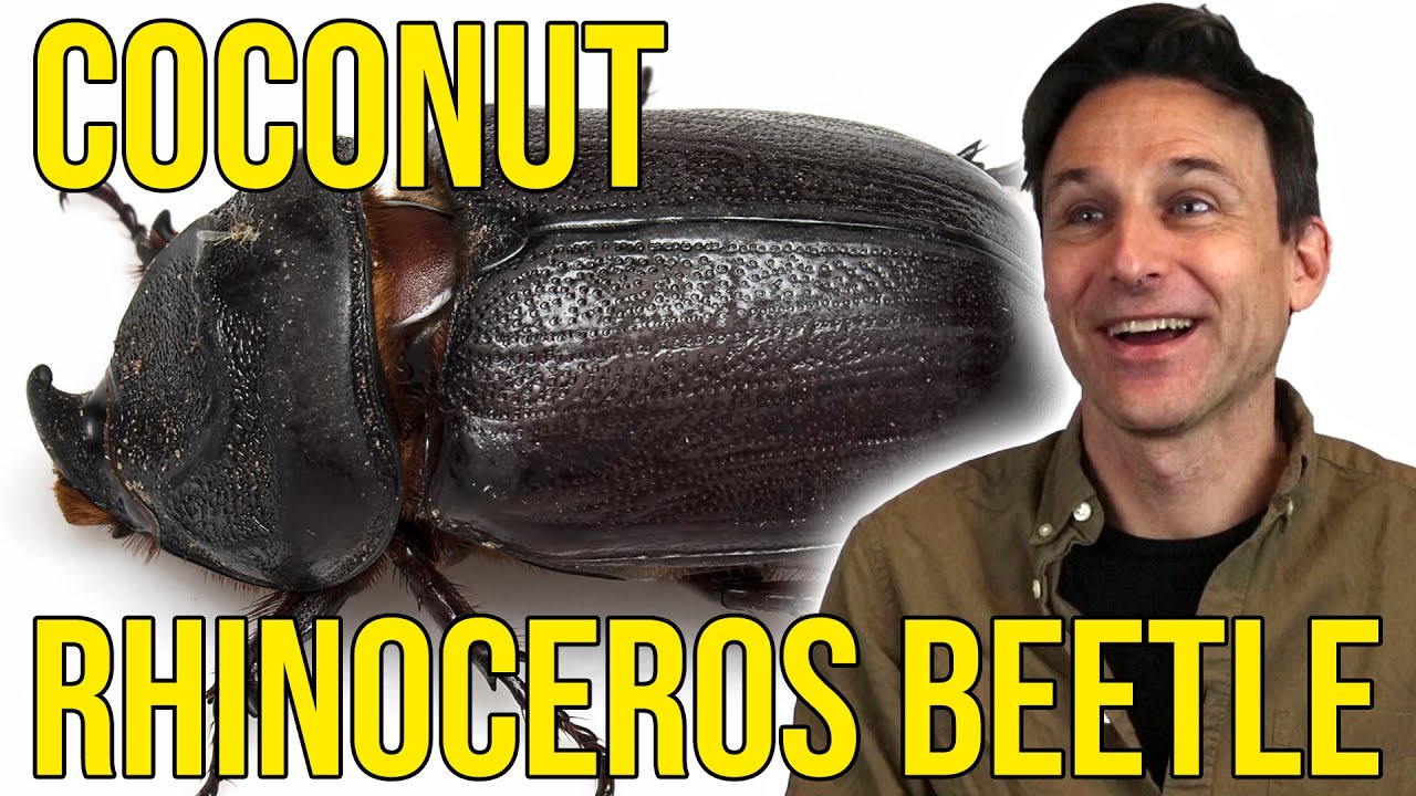 Unveiling: What Sound Does A Beetle Make in Detail?