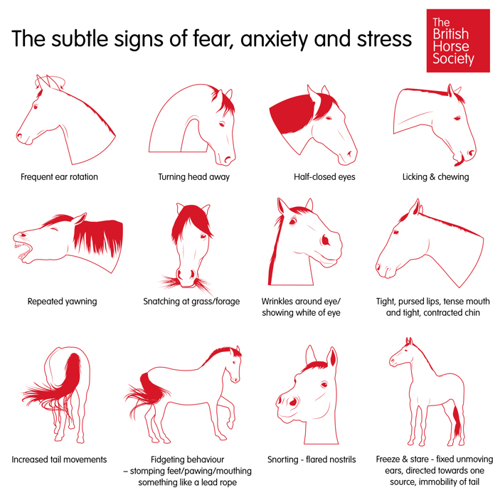 Why is My Horse Freaking Out? Common Causes and Solutions