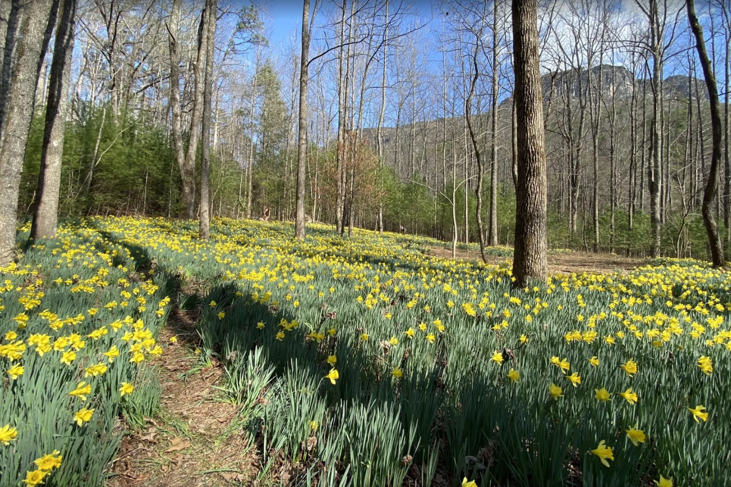When should you visit daffodil flats? Plan your trip for the most spectacular flower views.