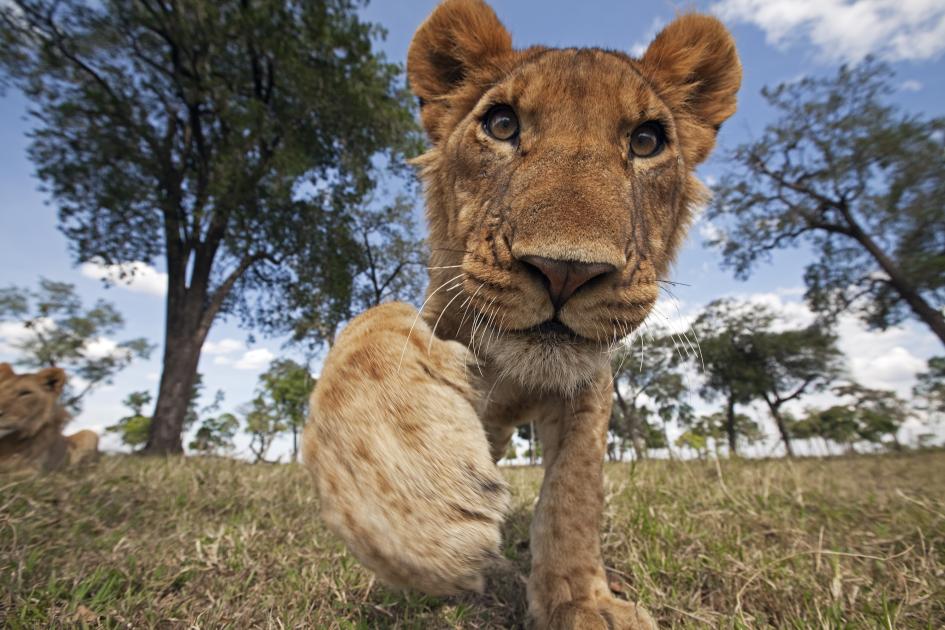 Need Lisa Lion info? We have the key details.
