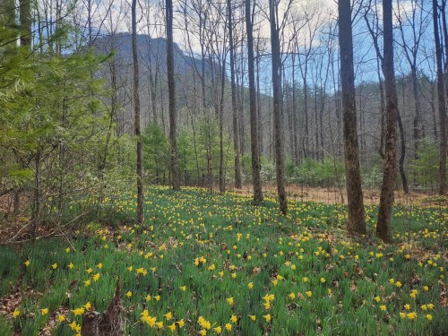When should you visit daffodil flats? Plan your trip for the most spectacular flower views.