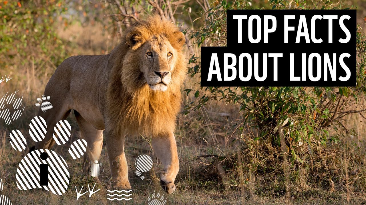 Need Lisa Lion info? We have the key details.