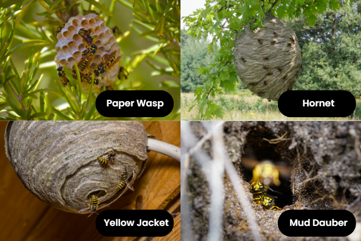 Hornet Nest vs Wasp Nest: Whats the Real Difference?