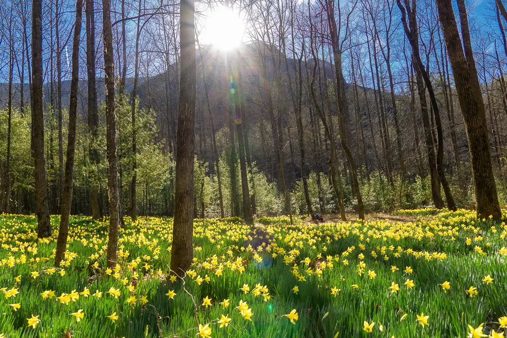 When should you visit daffodil flats? Plan your trip for the most spectacular flower views.